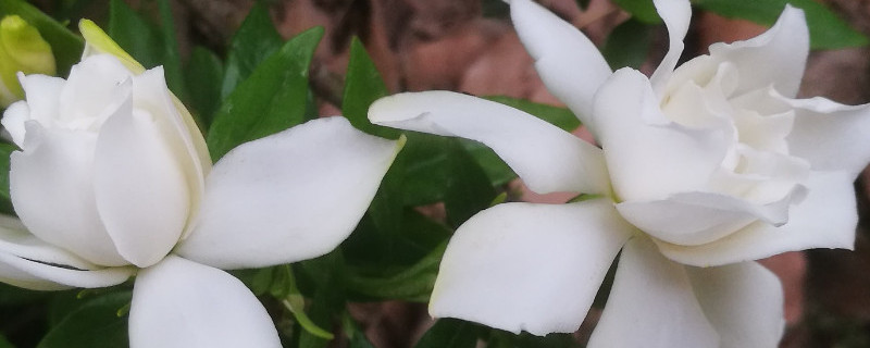 小葉梔子花的養殖修剪