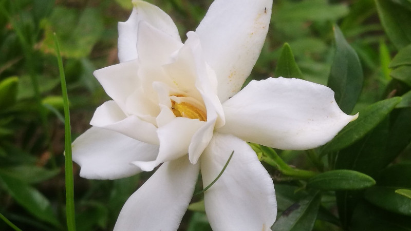 小葉梔子花移植枯萎怎么辦