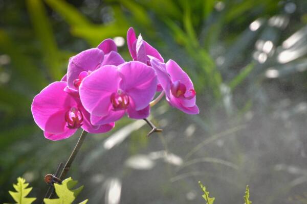 洋蘭什么時(shí)候開花