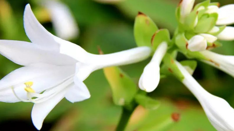 玉簪花葉子邊干枯