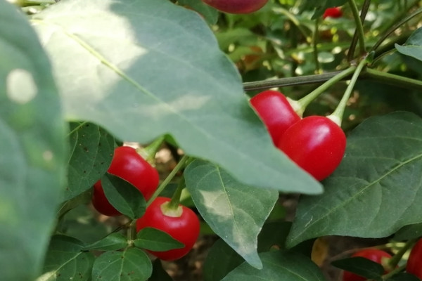 五彩甜椒種植方法時(shí)間