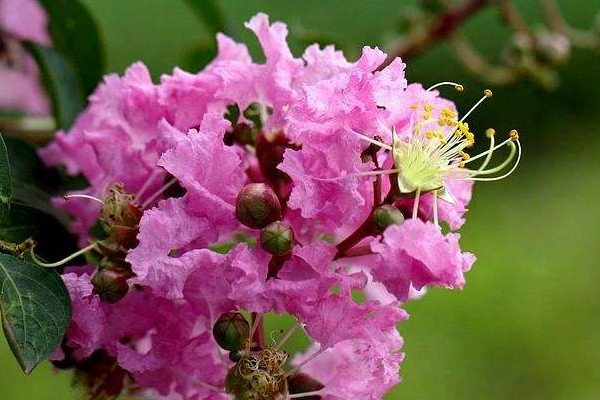 紫薇種子發(fā)芽方法