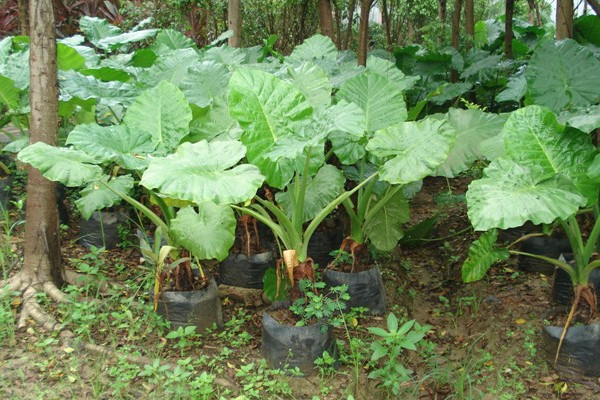 海芋花種植技術