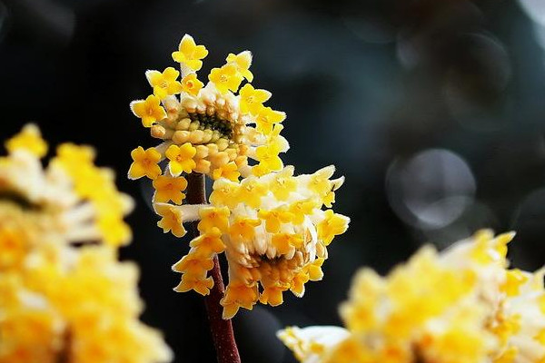 結香花可以剪枝嗎