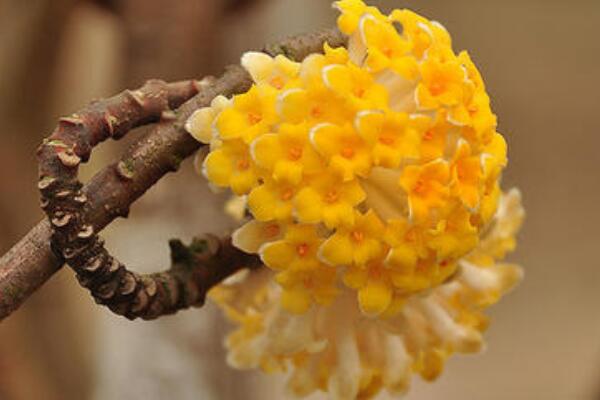 結香花怎樣修剪