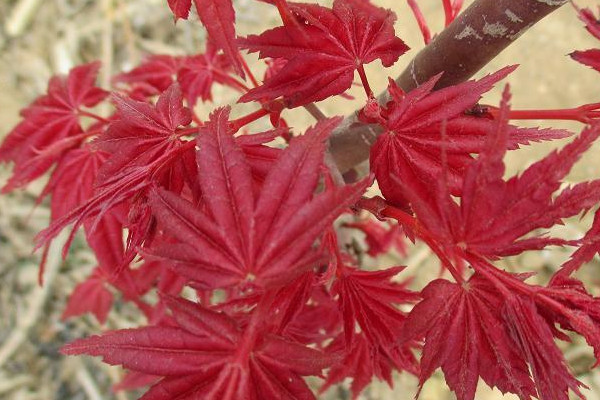 紅舞姬盆栽養殖方法