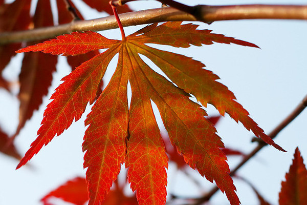 紅楓怎么過冬