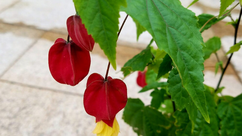 蔓性風鈴花葉子打卷