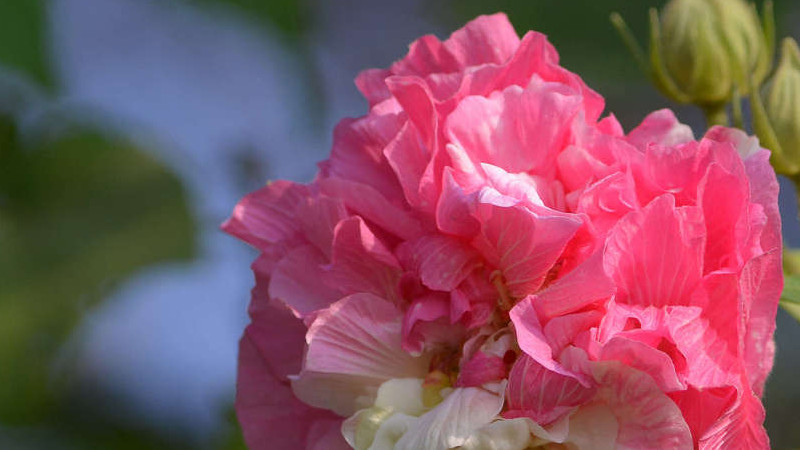 芙蓉花和扶桑花區(qū)別