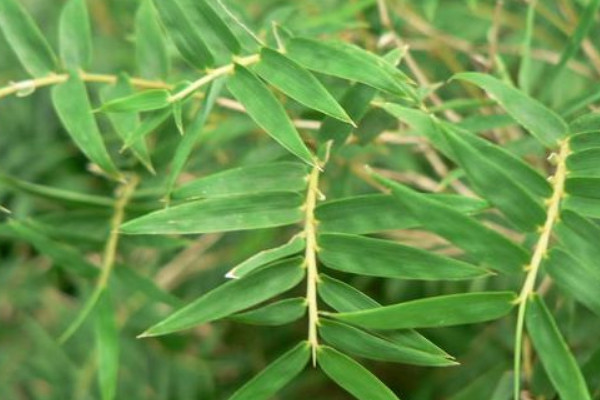 鳳尾竹換盆后怎樣澆水