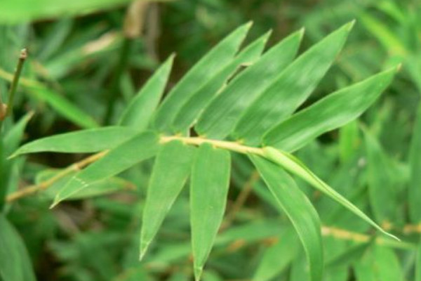 鳳尾竹換盆后怎樣澆水