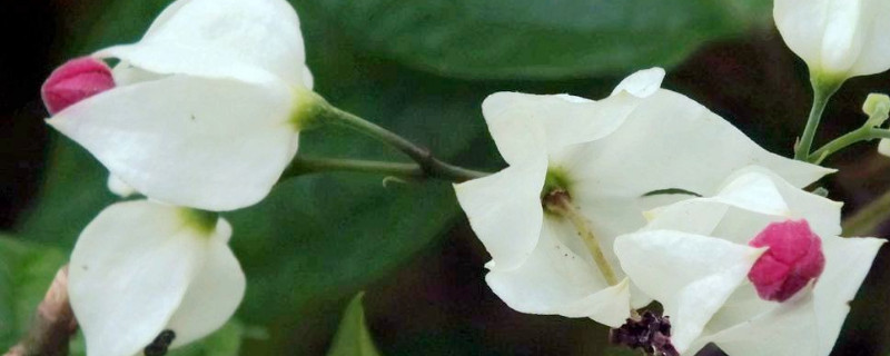 龍吐珠開花后怎樣修剪