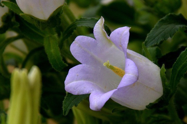 迷你風鈴花養殖方法