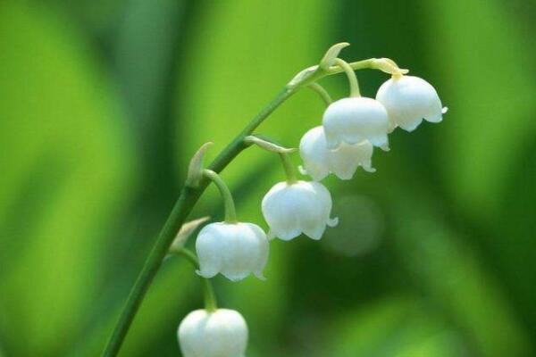 風鈴花和風鈴草區別