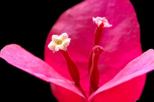 三角梅不開花怎辦