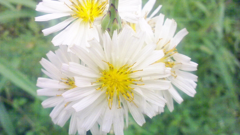 小雛菊怎么醒花