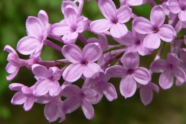 丁香花是開在樹上的嗎