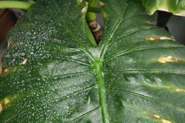 滴水觀音發芽要求