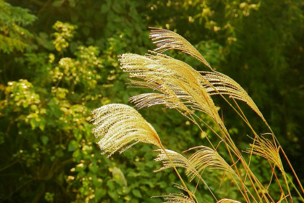 蘆葦花怎么做干花