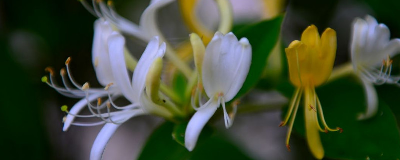 金銀花光桿多久發芽