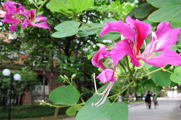 紫荊花可以種在院子里嗎