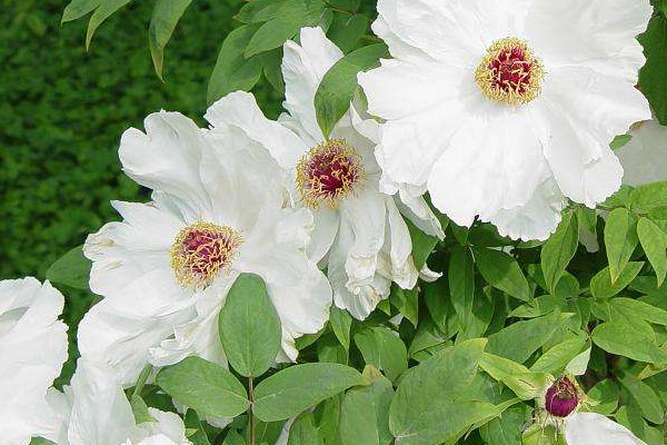 芍藥花怎么種植冬季