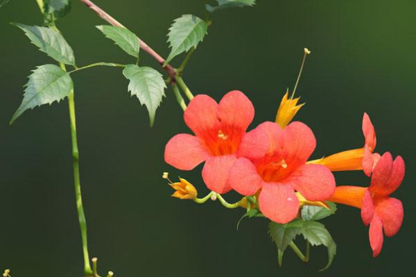 凌霄花夏天要天天澆水嗎