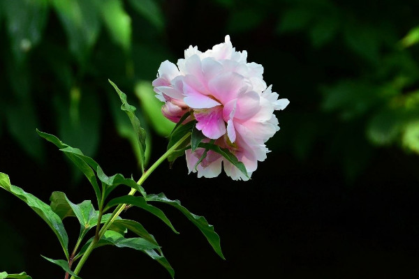 芍藥花冬天多久澆水