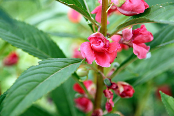 種一個(gè)月就開花的花