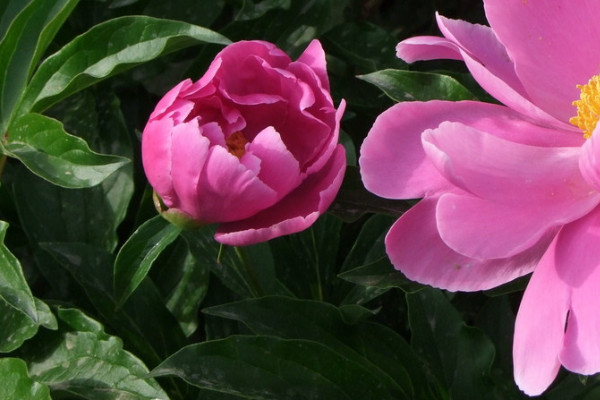 芍藥花冬天怎么過冬