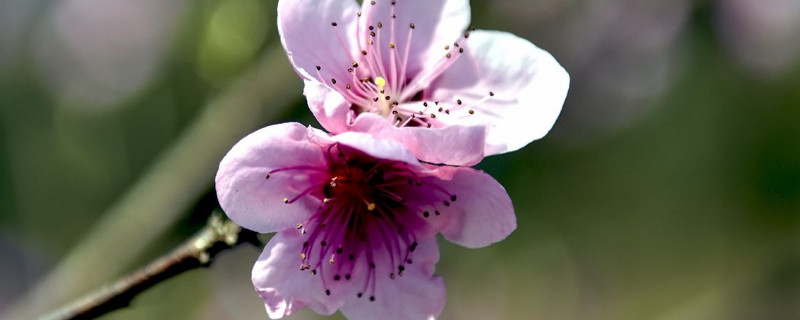 桃花春天開花嗎