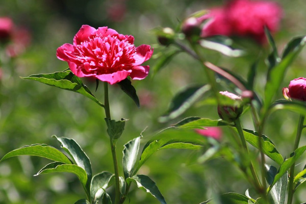 春季能不能種植芍藥