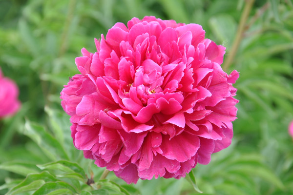 芍藥夏天澆水怎么養