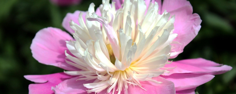 芍藥花冬天怎么過冬