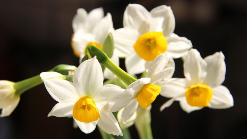 怎樣養(yǎng)水仙花會多開花