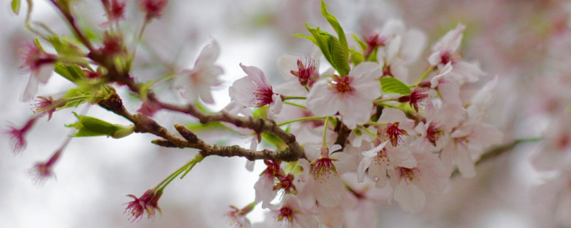 日本櫻花的花語