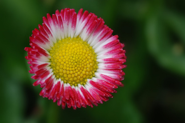 雛菊冬天開花嗎