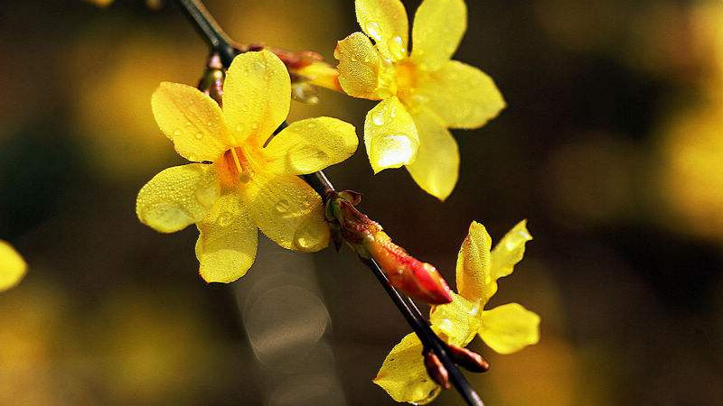 迎春花枝條干枯什么病