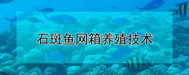 石斑魚網(wǎng)箱養(yǎng)殖技術