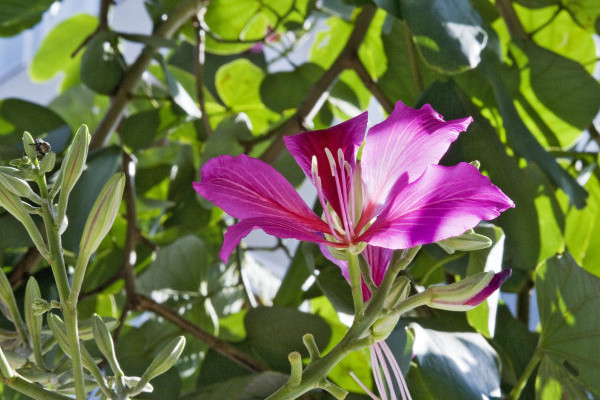 紫荊花什么時(shí)候發(fā)芽