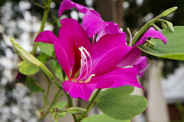 冬天栽紫荊花能栽活嗎