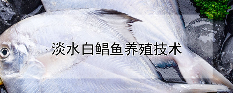 淡水白鯧魚養殖技術