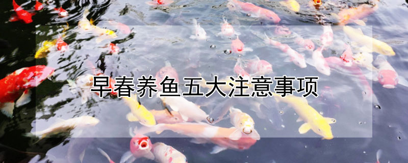 早春養(yǎng)魚五大注意事項(xiàng)