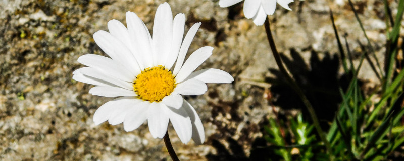 雛菊開(kāi)花后要剪掉嗎