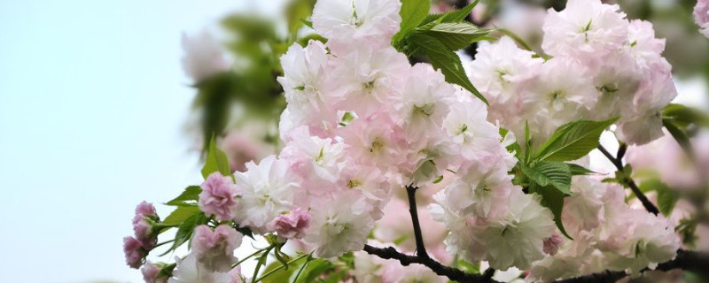 櫻花秋天開花春天還會開嗎