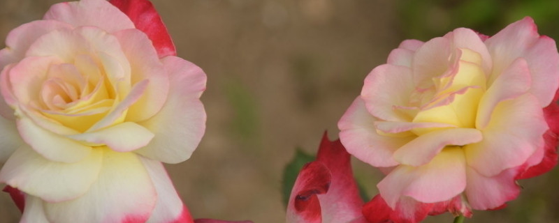 月季花夏季和秋季開花不同