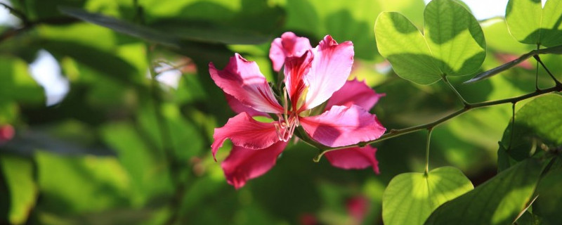 紫荊花病蟲害癥狀及防治