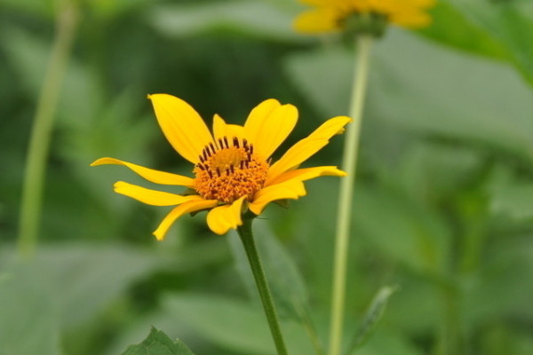 盆栽小雛菊怎么養