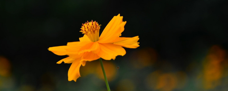 盆栽小雛菊怎么養