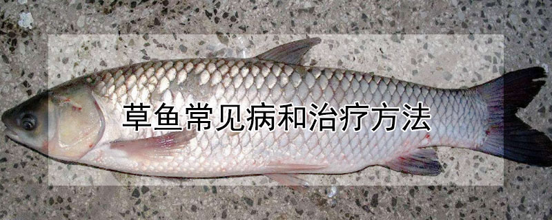 草魚(yú)常見(jiàn)病和治療方法